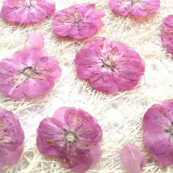10 adet/grup romantik Kiraz çiçeği Preslenmiş Kurutulmuş Çiçek Korunmuş Çiçekler malzemeleri Mum kartı kristal tutkal imi